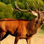 Due Archi