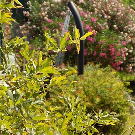 杜阿尔奇住宿加早餐旅馆 SantʼAmbrogio di Valpolicella