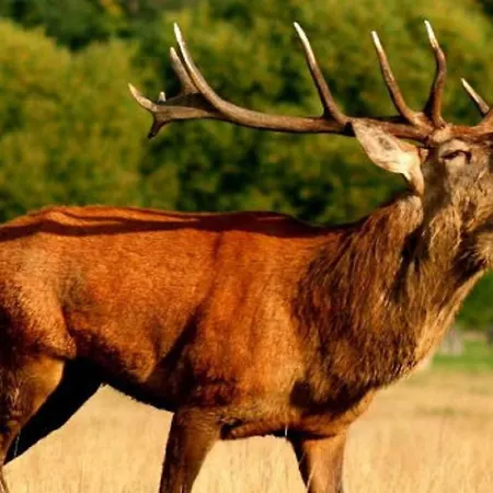 杜阿尔奇住宿加早餐旅馆